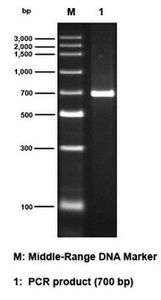 琼脂糖预制胶 分子生物学高效分析的革新利器