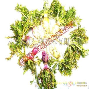 奥咖生物技术 创新生物制品与技术引领未来